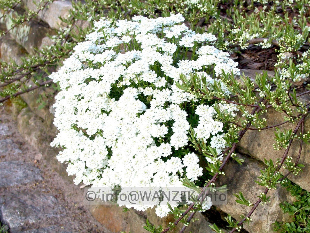 Iberis sempervirens Fischbeck 01.JPG